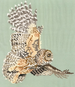 Brenda Franklin BO 101 Northern Spotted Owl. 104 x 122 stitches. Cross Stitch, Petit Point, Needlepoint, Waste Canvas, & Rug Hooking Pattern. .